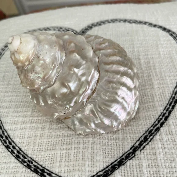 Wavy Top Turbo Shell 5 inches - Picture 4 of 8